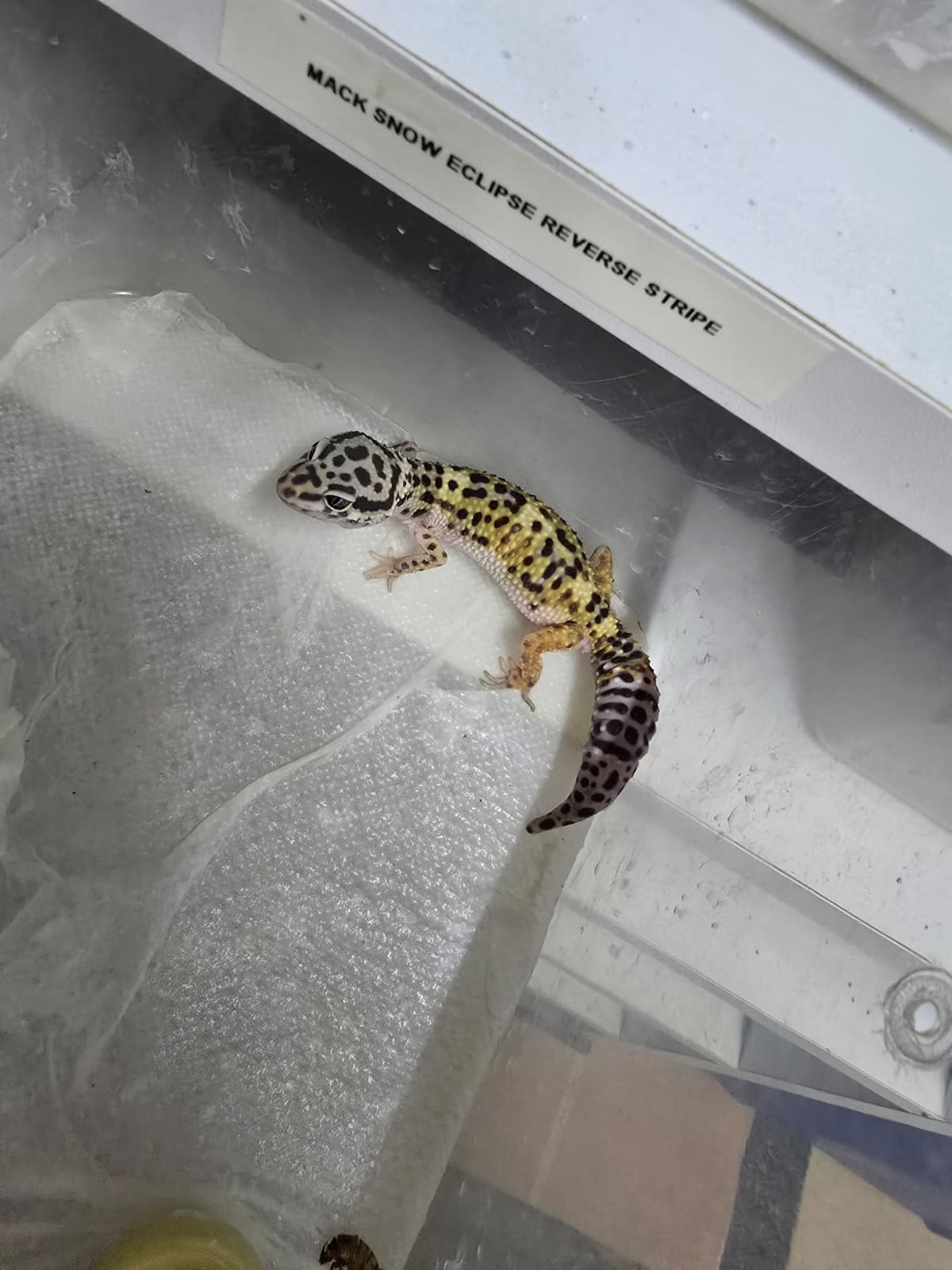 Spotted gecko in an enclosure