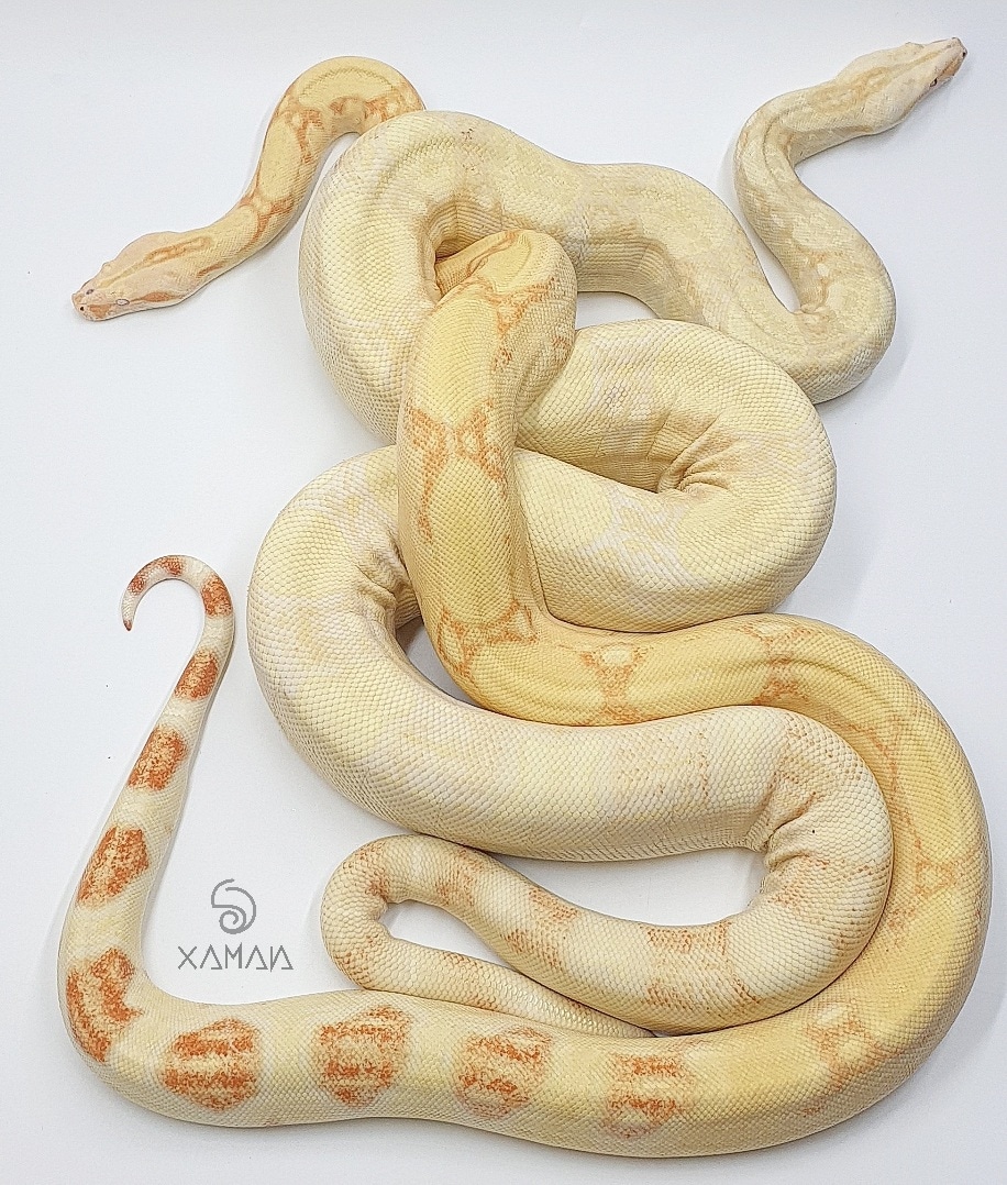 Pale patterned snake resting on a light background